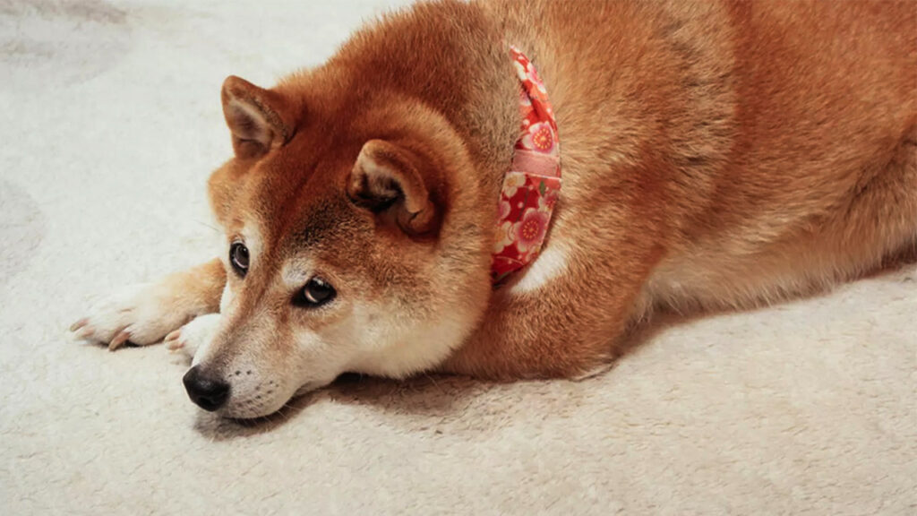 انتخاب واژه ی دوج کوین الهام گرفته از یک نژاد سگ به نام شیبا اینو است